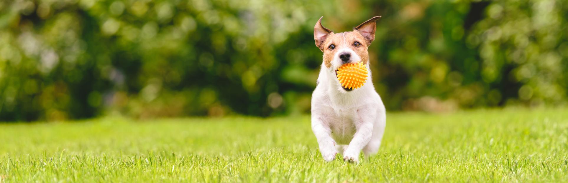 Animal Nutrition