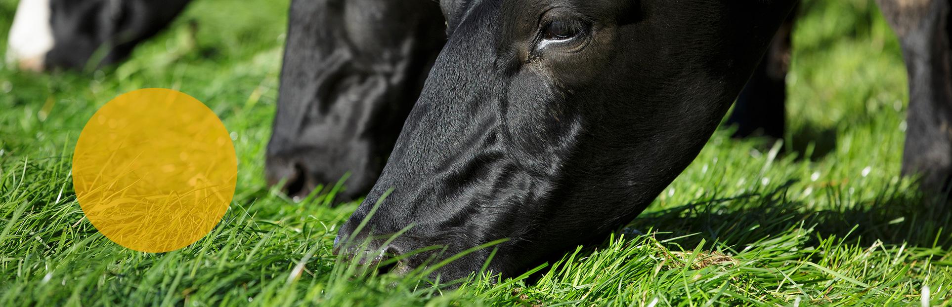 cows eating grass