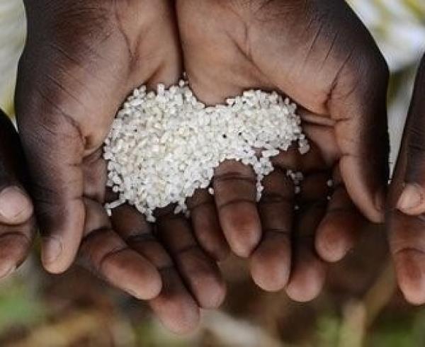 hands with grains